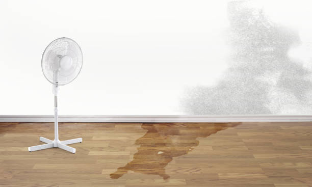 Best Water damage cleanup near me  in Nisswa, MN
